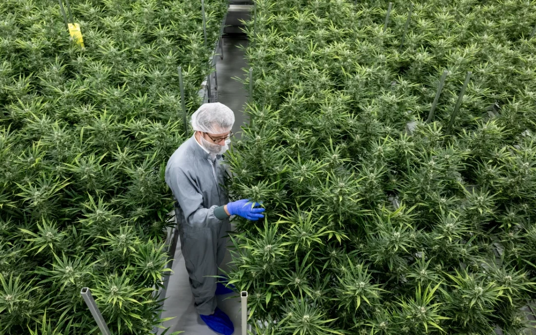 Anvisa libera startup para vender extrato de Cannabis em maior quantidade